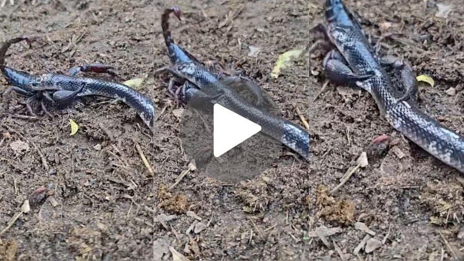 Snake vs Scorpion: పాము, తేలు పోరాటం..మింగితే తల తెగిపోద్దంటూ తేలు వార్నింగ్!