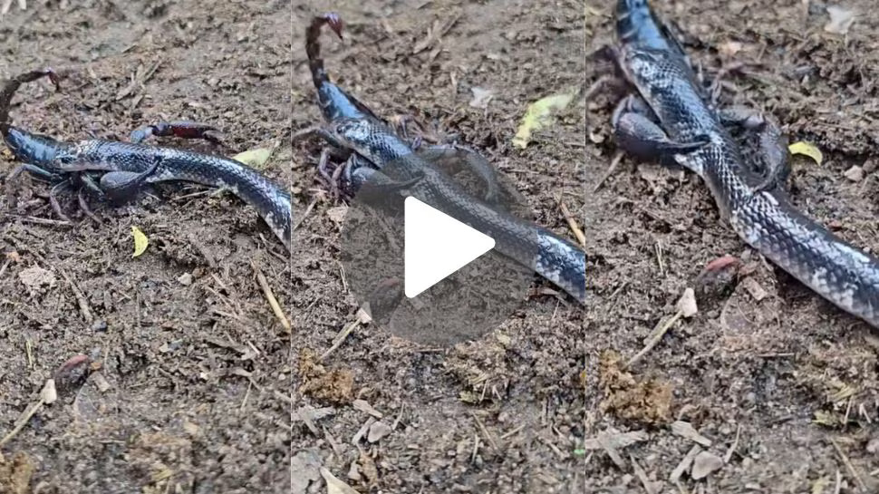 Snake vs Scorpion: పాము, తేలు పోరాటం..మింగితే తల తెగిపోద్దంటూ తేలు వార్నింగ్! Snake vs Scorpion: పాము, తేలు పోరాటం..మింగితే తల తెగిపోద్దంటూ తేలు వార్నింగ్!