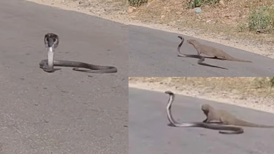 Snake Video: అరెవావ్.. ముంగీసకు భలే మస్కా కొట్టిందిగా.. పాము టాలెంట్‌కు నెటిజన్లు ఫిదా.. వీడియో వైరల్..