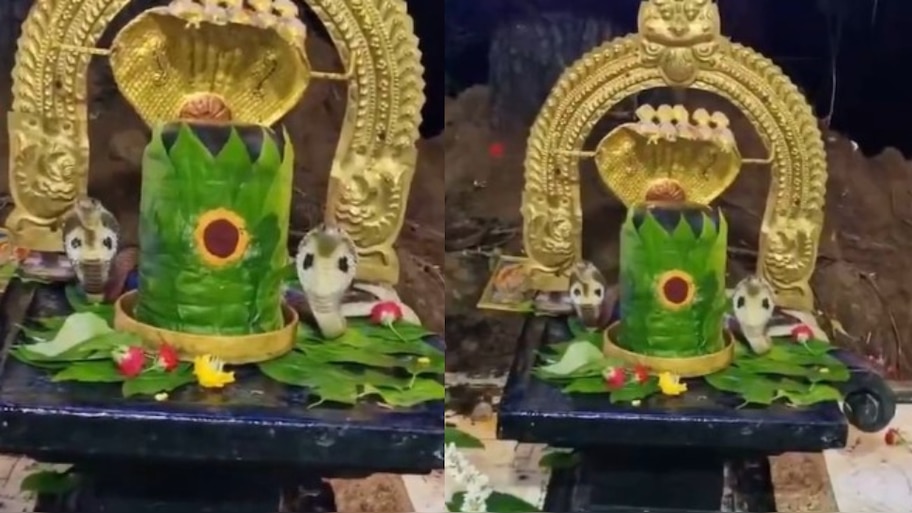 Snakes On Shiva lingam Video: నాగుల చవితి వేళ అద్భుతం.. శివలింగాన్ని చుట్టుకున్న రెండు జంట నాగులు.. వీడియో వైరల్..