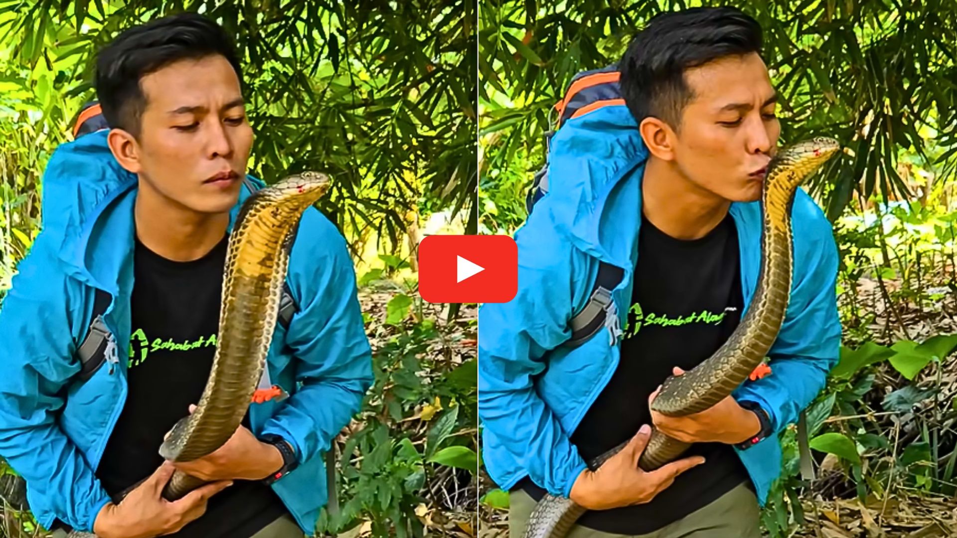 King Cobra Video: ప్రాణాలు అంటే వీడికి లెక్కే లేదు.. ఏకంగా కింగ్ కోబ్రాని ముద్దు పెట్టేసుకున్నాడు.. వీడియో ఇదే.. King Cobra Video: ప్రాణాలు అంటే వీడికి లెక్కే లేదు.. ఏకంగా కింగ్ కోబ్రాని ముద్దు పెట్టేసుకున్నాడు.. వీడియో ఇదే..