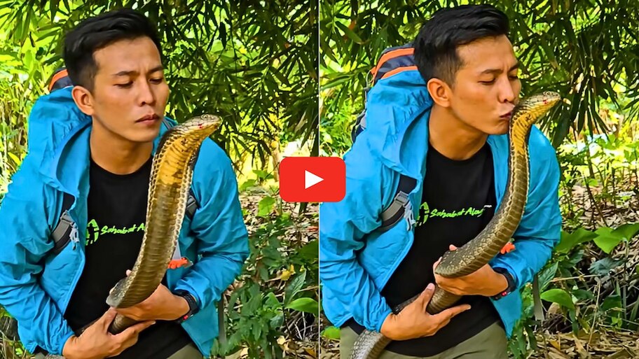 King Cobra Video: ప్రాణాలు అంటే వీడికి లెక్కే లేదు.. ఏకంగా కింగ్ కోబ్రాని ముద్దు పెట్టేసుకున్నాడు.. వీడియో ఇదే.. 