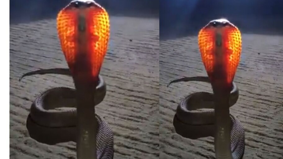 Viral Video: నాగుల చవితి నాడు అద్భుతం.. వజ్రంలా మెరిసిపోతూ పడగవిప్పిన నాగదేవత..తండోపతండాలుగా జనం!