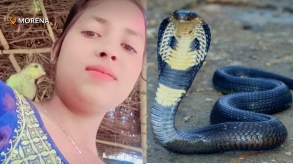 Snake Bite: వామ్మో.. మూడు ముక్కలైన వదలని నాగు పాము.. యువతిని ఎలా కాటు వేసిందో తెలుసా..?.. Snake Bite: వామ్మో.. మూడు ముక్కలైన వదలని నాగు పాము.. యువతిని ఎలా కాటు వేసిందో తెలుసా..?..