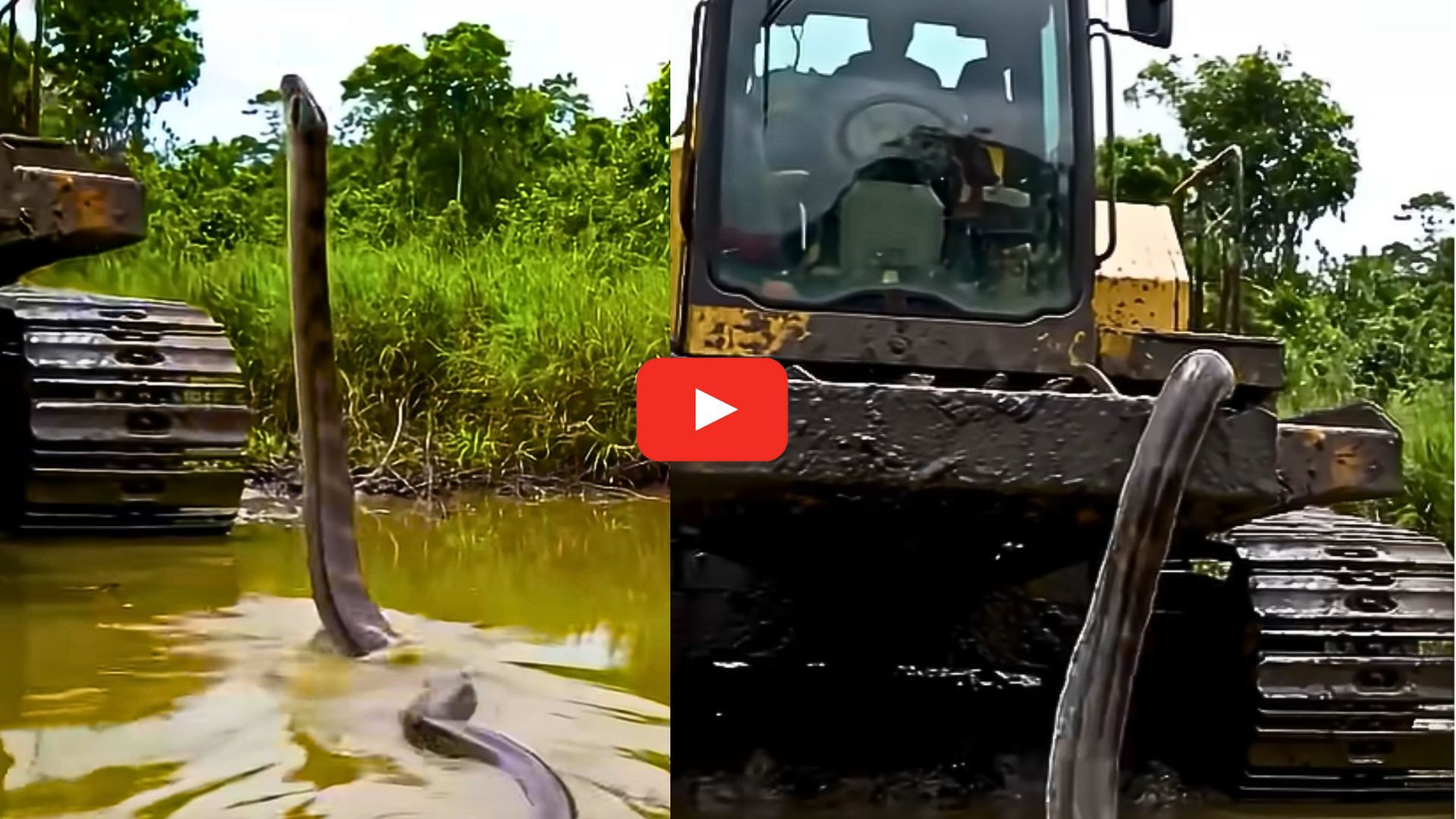 Anaconda Video Watch: వామ్మో.. నీటిలో నుంచి.. గాల్లో JCB ఎత్తుకు లేచిన అనకొండ పాము.. అరుదైన వీడియో.. Anaconda Video Watch: వామ్మో.. నీటిలో నుంచి.. గాల్లో JCB ఎత్తుకు లేచిన అనకొండ పాము.. అరుదైన వీడియో..