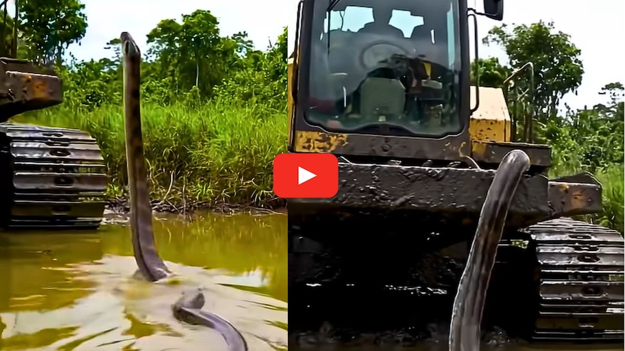 Anaconda Video Watch: వామ్మో.. నీటిలో నుంచి.. గాల్లో JCB ఎత్తుకు లేచిన అనకొండ పాము.. అరుదైన వీడియో..