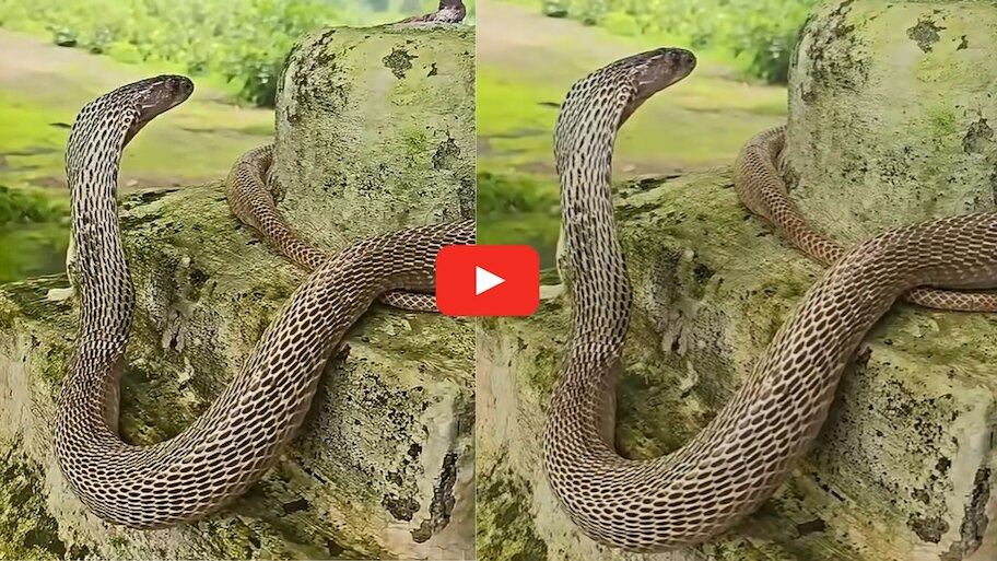Cobra Playing Video: అద్భుతం.. గుడిపై పడగవిప్పి ఆడుతున్న నాగుపాము.. అరుదైన వీడియో ఇదే..