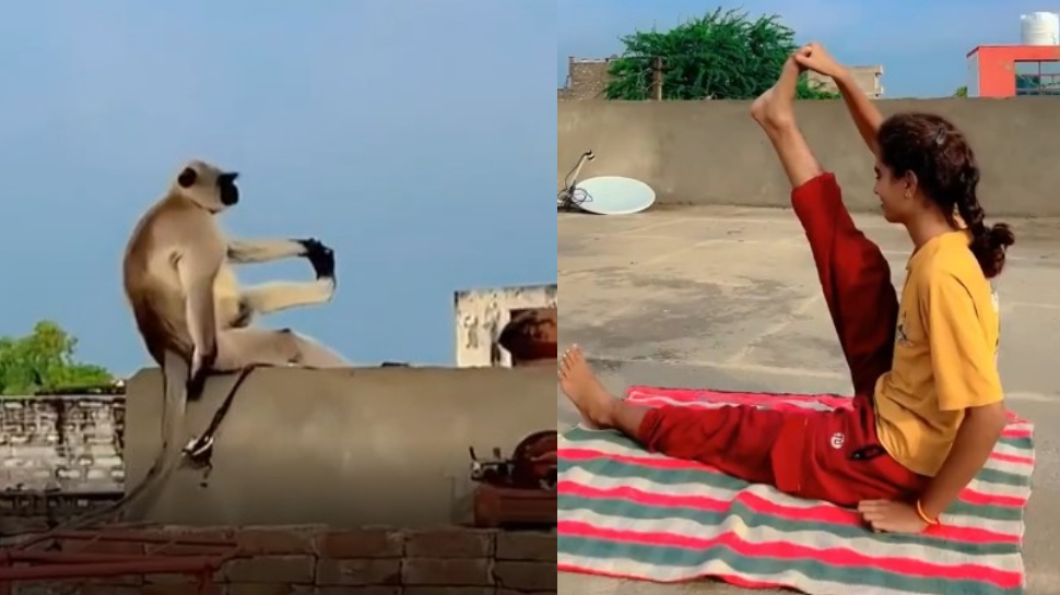 Monkey Yoga Video: ఇదెక్కడి విడ్డూరం.!. యోగాసనాలు వేస్తున్న కొండెంగ.. అమ్మాయికి భలే ట్విస్ట్ ఇచ్చిందిగా.. ఫన్నీ వీడియో.. Monkey Yoga Video: ఇదెక్కడి విడ్డూరం.!. యోగాసనాలు వేస్తున్న కొండెంగ.. అమ్మాయికి భలే ట్విస్ట్ ఇచ్చిందిగా.. ఫన్నీ వీడియో..