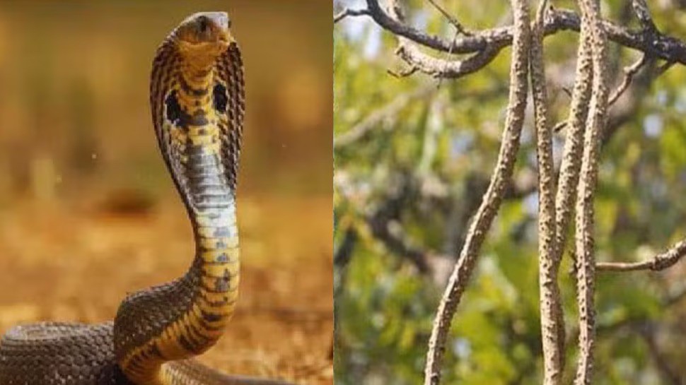 Snake Repellent: ఈ చెట్టు కొమ్మని ఇంటికి కడితే పాములు పారిపోతాయి..పాముల పాలిట యమరాజు ఈ మొక్కలు! Snake Repellent: ఈ చెట్టు కొమ్మని ఇంటికి కడితే పాములు పారిపోతాయి..పాముల పాలిట యమరాజు ఈ మొక్కలు!