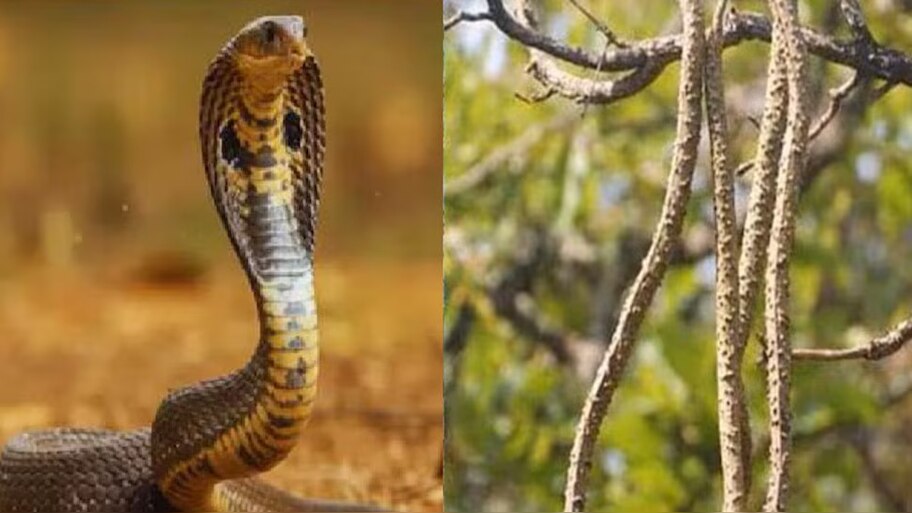 Snake Repellent: ఈ చెట్టు కొమ్మని ఇంటికి కడితే పాములు పారిపోతాయి..పాముల పాలిట యమరాజు ఈ మొక్కలు!