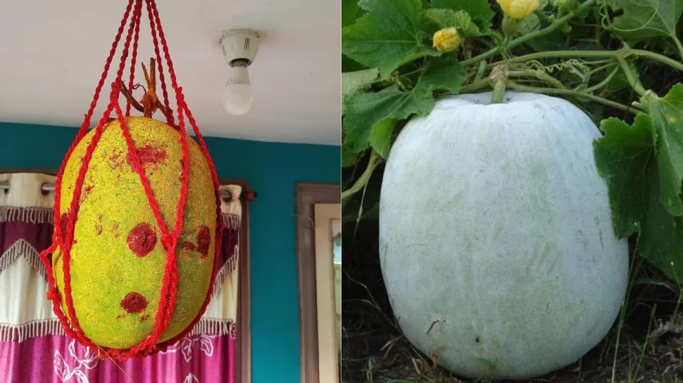 Ash Gourd Vastu: ఇంటికి దిష్టి గుమ్మడికాయ కడుతున్నారా? తాతల కాలం నాటి నుంచి వస్తున్న నియమాలు తప్పక తెలుసుకోండి! Ash Gourd Vastu: ఇంటికి దిష్టి గుమ్మడికాయ కడుతున్నారా? తాతల కాలం నాటి నుంచి వస్తున్న నియమాలు తప్పక తెలుసుకోండి!