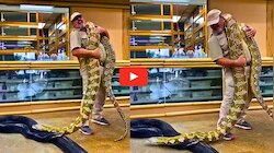 Giant Anaconda Video: అనకొండను పిల్లోడిలాగా ఎత్తుకున్న అంకుల్.. వీడియో చూస్తే ఆశ్చర్యపోతారు!