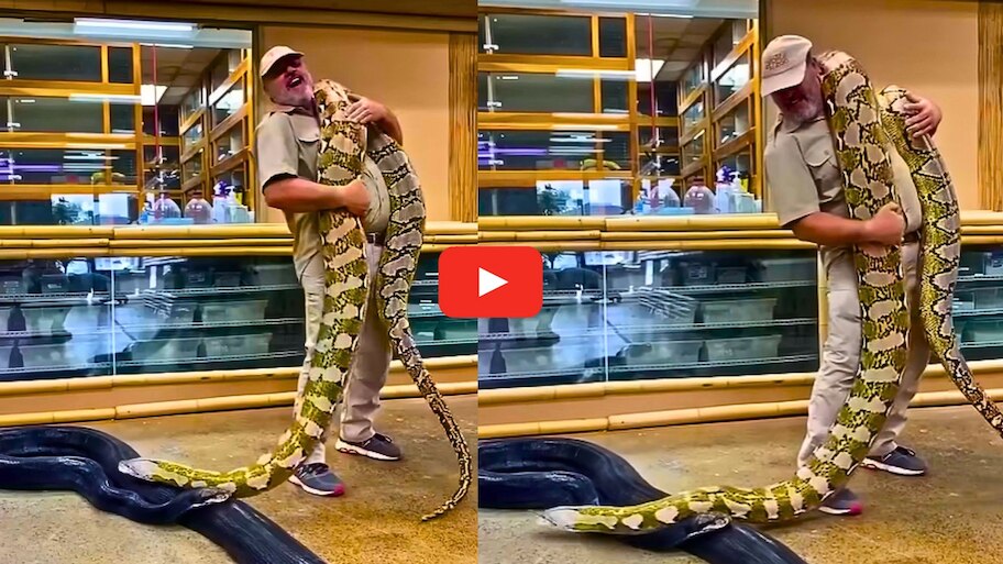 Giant Anaconda Video: అనకొండను పిల్లోడిలాగా ఎత్తుకున్న అంకుల్.. వీడియో చూస్తే ఆశ్చర్యపోతారు!