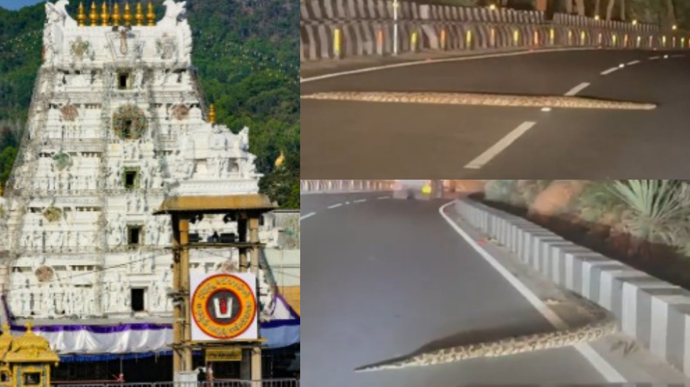 Python In Tirumala Video: గుండెలు గుభేల్.. తిరుమల ఘాట్ రోడ్డులో భారీ కొండ చిలువ.. ఓళ్లు గగుర్పొడిచే వీడియో.. Python In Tirumala Video: గుండెలు గుభేల్.. తిరుమల ఘాట్ రోడ్డులో భారీ కొండ చిలువ.. ఓళ్లు గగుర్పొడిచే వీడియో..