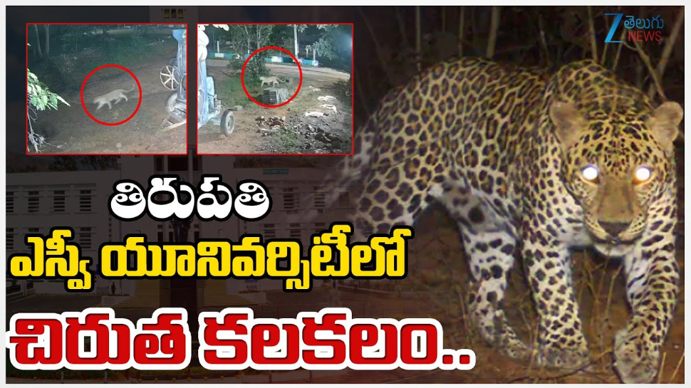 Tirumala Chirutha: తిరుపతి ఎస్వీ యూనివర్సిటీలో చిరుత కలకలం.. Tirumala Chirutha: తిరుపతి ఎస్వీ యూనివర్సిటీలో చిరుత కలకలం..