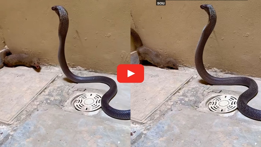Nallatrachu Vs Mongoose Video: నల్లత్రాచు, ముంగిస మధ్య భీకర సమరం.. రెండింటిలో ఏది గెలిచిందో తెలుసా? వీడియో..