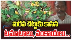 Variety Plants: ఇదేం విచిత్రం.. మిరప చెట్టుకు కాసిన టమాటలు, వంకాయలు.. 