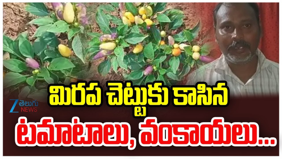 Variety Plants: ఇదేం విచిత్రం.. మిరప చెట్టుకు కాసిన టమాటలు, వంకాయలు.. Variety Plants: ఇదేం విచిత్రం.. మిరప చెట్టుకు కాసిన టమాటలు, వంకాయలు..