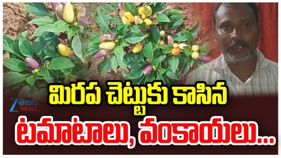 Variety Plants: ఇదేం విచిత్రం.. మిరప చెట్టుకు కాసిన టమాటలు, వంకాయలు.. 
