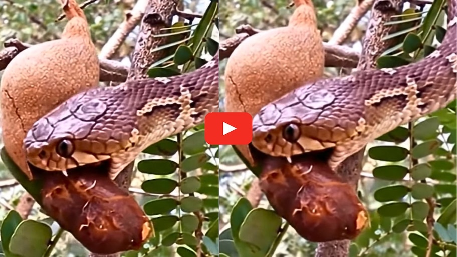 Snake Video: చింత చెట్టు ఎక్కి.. చింతపండు తింటున్న విషపూరితమైన పాము.. వీడియో ఇదే..