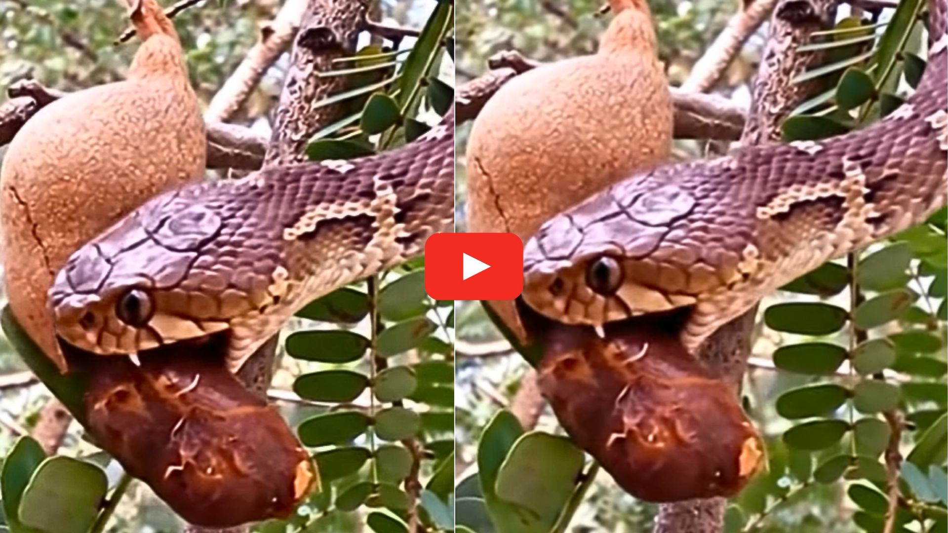 Snake Video: చింత చెట్టు ఎక్కి.. చింతపండు తింటున్న విషపూరితమైన పాము.. వీడియో ఇదే.. Snake Video: చింత చెట్టు ఎక్కి.. చింతపండు తింటున్న విషపూరితమైన పాము.. వీడియో ఇదే..