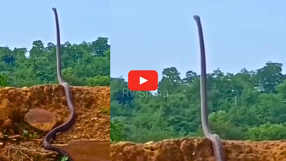 Longest Cobra Video: ప్రపంచంలోనే అతి పొడవైన నాగుపాము.. పడగ విప్పి గట్టుపై ఎలాగో నిలబడిందో చూడండి.. వీడియో..
