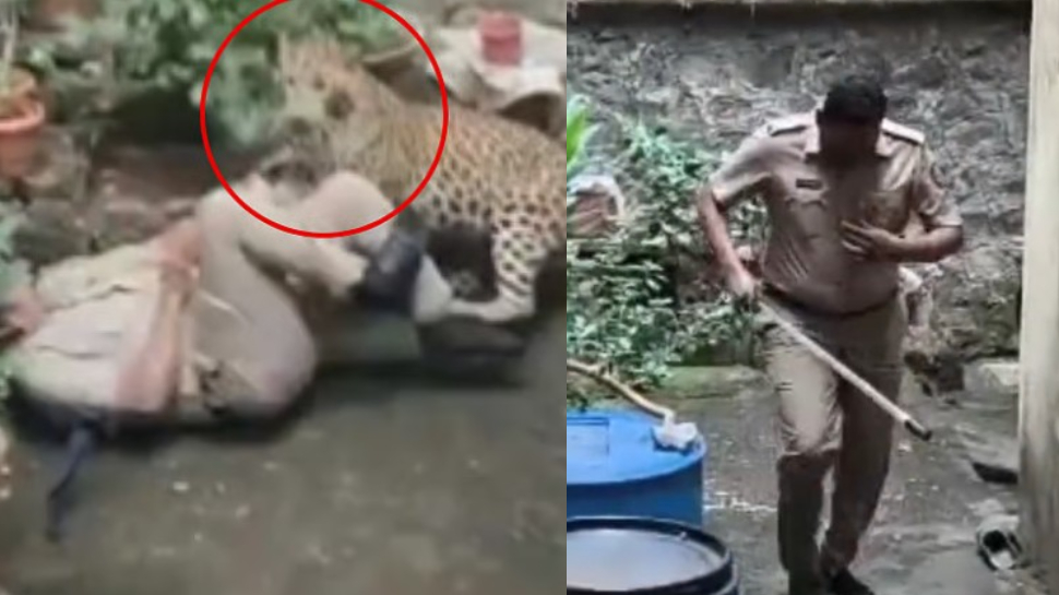 Leopard Attack Video: వామ్మో.. పోలీసు అధికారిపై చిరుతపులి దాడి..కిందపడేసి మరీ.. ఓళ్లు గగుర్పొడిచే వీడియో... Leopard Attack Video: వామ్మో.. పోలీసు అధికారిపై చిరుతపులి దాడి..కిందపడేసి మరీ.. ఓళ్లు గగుర్పొడిచే వీడియో...