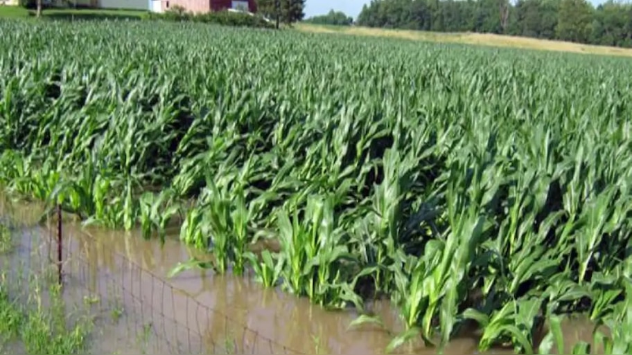 Telangana Paddy Loss:రైతులకు ప్రభుత్వం బంపరాఫర్.. నష్టపోయిన పంటకు ఎకరాకు రూ. 10 వేలు పరిహారం.. 