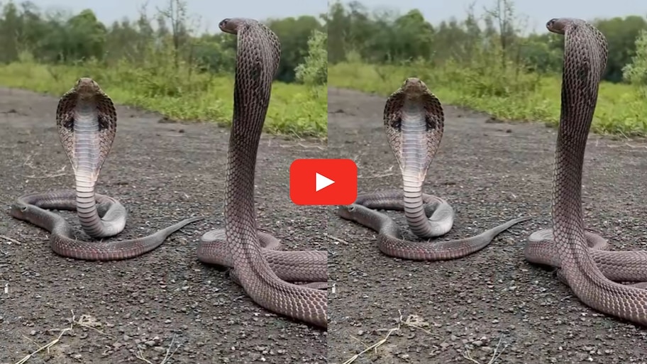 Venomous Two King Cobras Video: రోడ్డుపై రెండు కింగ్ కోబ్రాలు.. అరుదైన దృశ్యాలు మీరు చూడాల్సిందే..