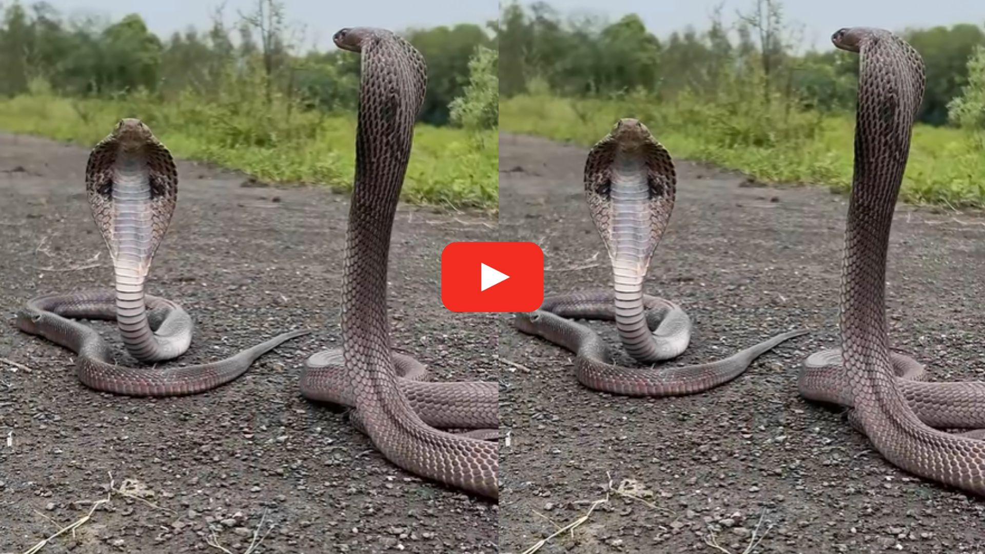 Venomous Two King Cobras Video: రోడ్డుపై రెండు కింగ్ కోబ్రాలు.. అరుదైన దృశ్యాలు మీరు చూడాల్సిందే.. Venomous Two King Cobras Video: రోడ్డుపై రెండు కింగ్ కోబ్రాలు.. అరుదైన దృశ్యాలు మీరు చూడాల్సిందే..