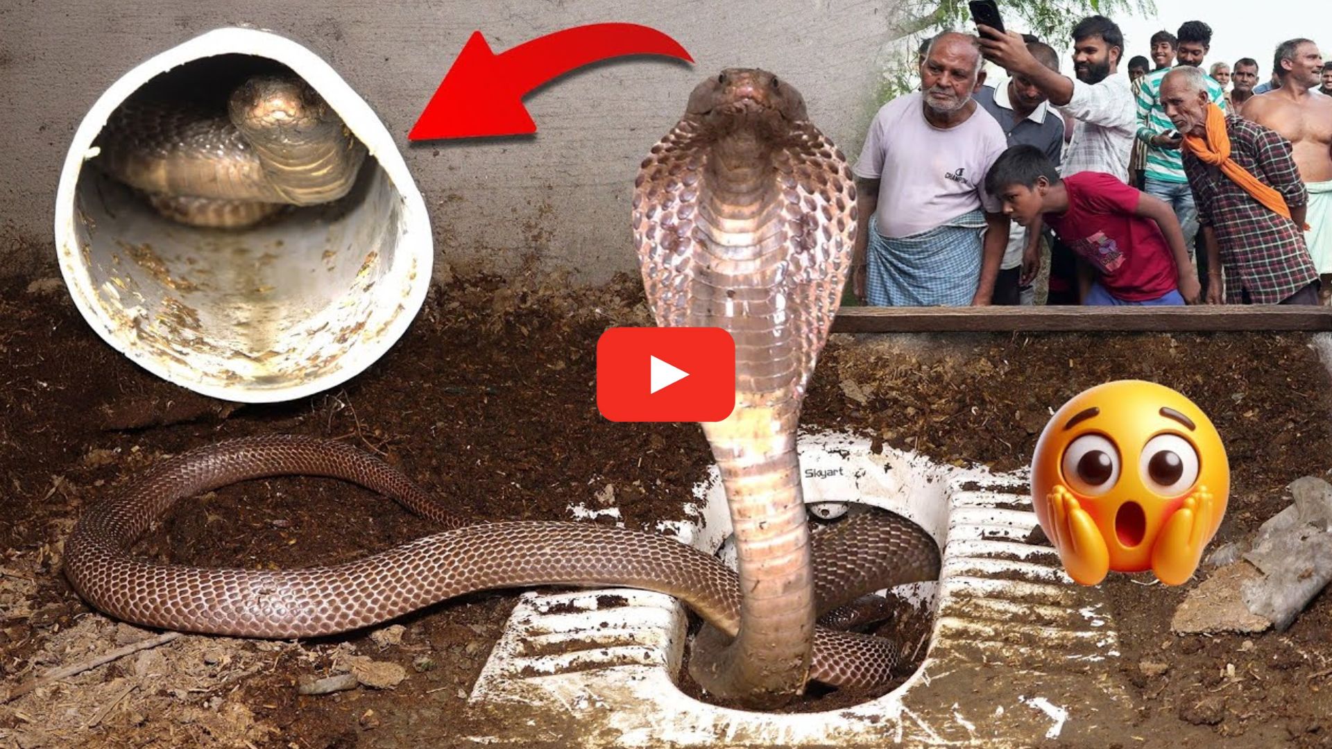 Cobra In Bathroom Video: వామ్మో.. బాత్రూంలో భయంకరమైన కింగ్ కోబ్రా.. వీడియో మీరు కూడా చూస్తారా? Cobra In Bathroom Video: వామ్మో.. బాత్రూంలో భయంకరమైన కింగ్ కోబ్రా.. వీడియో మీరు కూడా చూస్తారా?