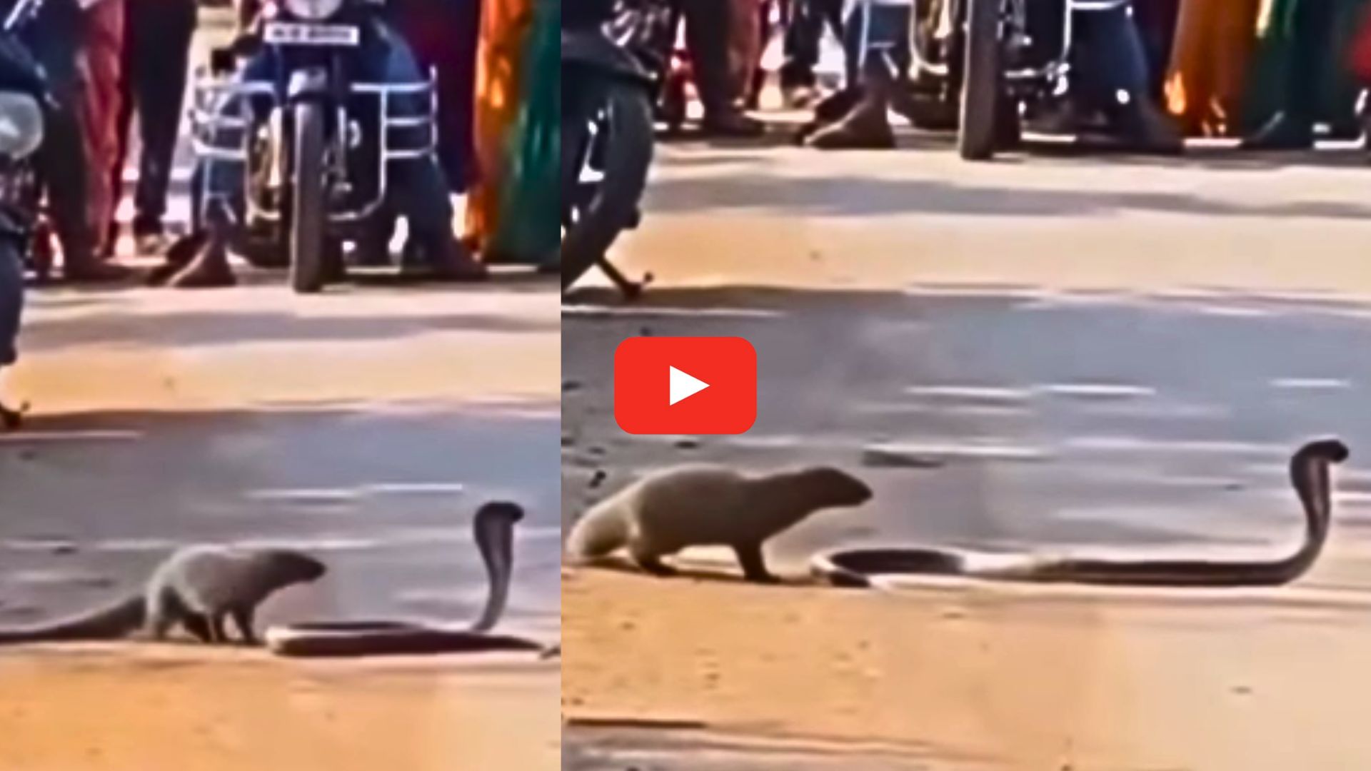 Mongoose And Snake Video: నడి రోడ్డుపై ముంగిస, పాము ఆటలు.. నిలిచిపోయిన వాహనాలు.. వీడియో! Mongoose And Snake Video: నడి రోడ్డుపై ముంగిస, పాము ఆటలు.. నిలిచిపోయిన వాహనాలు.. వీడియో!