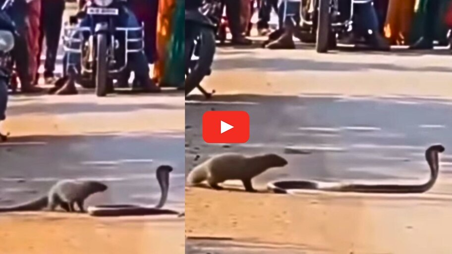 Mongoose And Snake Video: నడి రోడ్డుపై ముంగిస, పాము ఆటలు.. నిలిచిపోయిన వాహనాలు.. వీడియో!