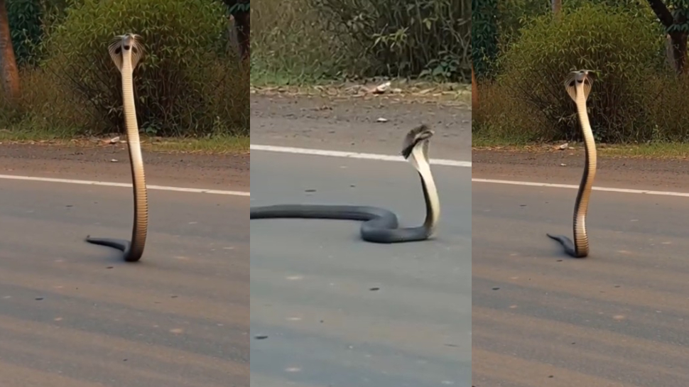 Snake Video: బాప్ రే .. నడిరోడ్డుపై తోక మీద పాకుతున్న భారీ నాగు పాము.. వీడియో చూస్తే షాక్.. Snake Video: బాప్ రే .. నడిరోడ్డుపై తోక మీద పాకుతున్న భారీ నాగు పాము.. వీడియో చూస్తే షాక్..