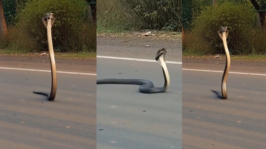 Snake Video: బాప్ రే .. నడిరోడ్డుపై  తోక మీద పాకుతున్న భారీ  నాగు పాము.. వీడియో చూస్తే షాక్..