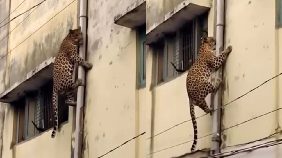Leopard Video: ఓర్నాయనో.. స్పైడర్ మ్యాన్లా మారిన చిరుతపులి.. ఏకంగా ఇంటి గోడను ఎక్కుతూ.. వీడియో వైరల్.. Leopard Video: ఓర్నాయనో.. స్పైడర్ మ్యాన్లా మారిన చిరుతపులి.. ఏకంగా ఇంటి గోడను ఎక్కుతూ.. వీడియో వైరల్..