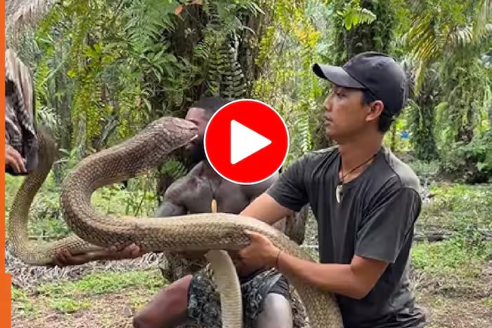 Snake Video: ఇది పామా లేక బొమ్మనా? కింగ్ కోబ్రాను ఆట ఆడేశారు! ఇంత ధైర్యం ఏంటి బాసూ మీకు! Snake Video: ఇది పామా లేక బొమ్మనా? కింగ్ కోబ్రాను ఆట ఆడేశారు! ఇంత ధైర్యం ఏంటి బాసూ మీకు!