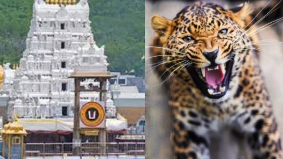 Leopard in Tirumala Video: తిరుమలలో మరోసారి చిరుతపులి హల్ చల్.. ఆందోళనలో భక్తులు.. వీడియో వైరల్..
