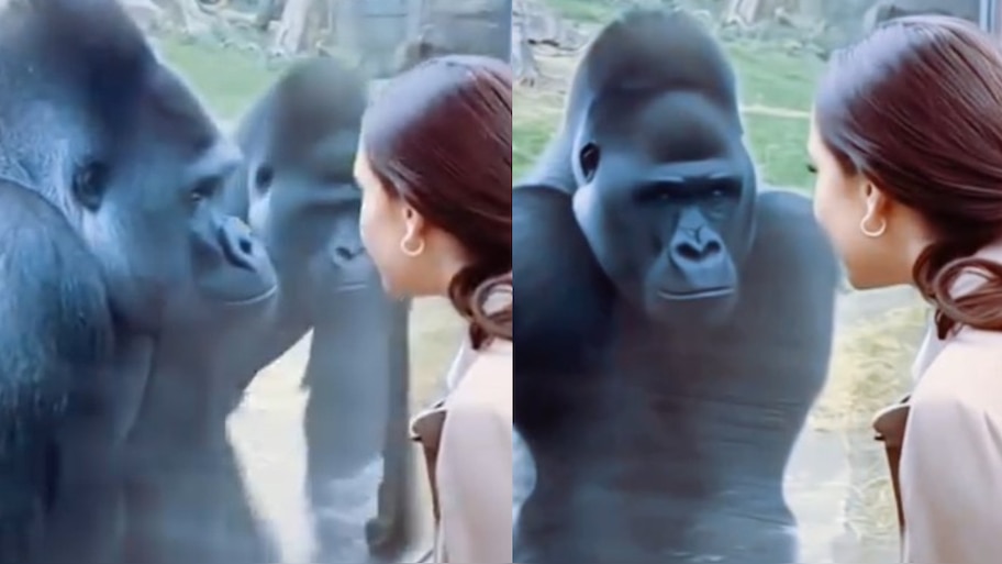 Gorilla Video: నా మొగుడితో నీకేం పని.!. యువతిని కోపంతో గుర్ఖాయించి చూస్తున్న ఆడ గొరిల్లా.. వీడియో వైరల్..