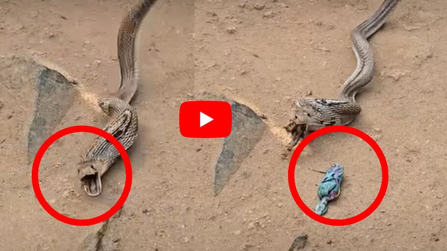 Venomous Cobra Video: పాత బట్టలు మింగిన నాగుపాము.. ఎలా పట్టుకుని రక్షించారో చూడండి!