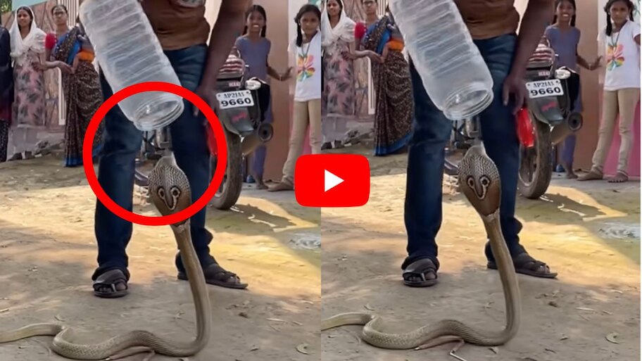 King Cobra Video: కింగ్ కోబ్రా తలపై ప్లాస్టిక్ డబ్బా పెట్టి.. ఏం చేస్తున్నారో మీరే చూడండి..