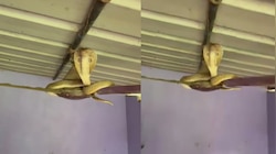 Snake Video: ఓర్నాయనో .. ఫ్యాన్‌కు చుట్టుకుని పడగ విప్పిన నాగుపాము.. అరుదైన వీడియో..