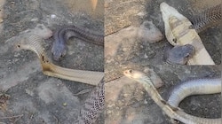 Snake Video: ఓర్నాయనో.. ప్రేమతో కొరుక్కుంటూ మైమర్చిపోయిన రెండు నాగుపాములు.. వీడియో
