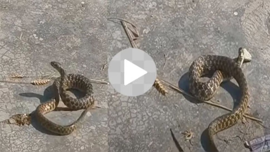 Snake Dance Video: నాగిని పాటకు పాము డ్యాన్స్! ఒక్క రోజులోనే 2 కోట్ల వ్యూస్..విపరీతంగా వీడియో వైరల్!