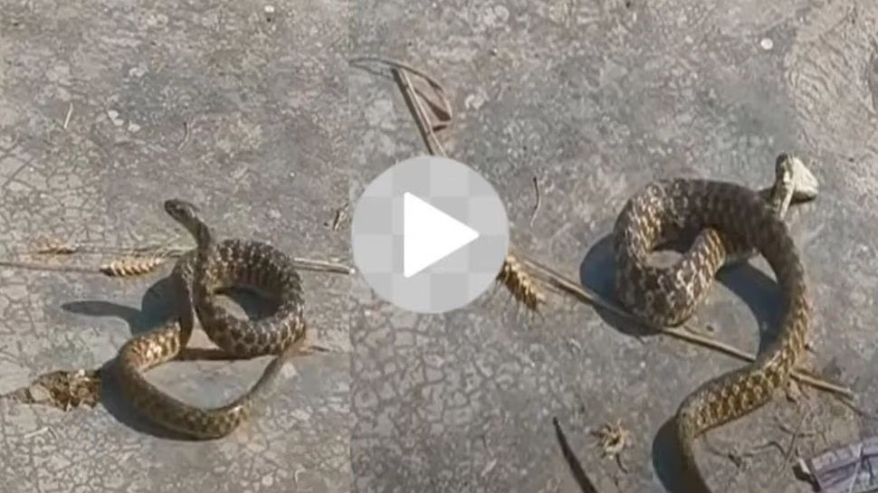 Snake Dance Video: నాగిని పాటకు పాము డ్యాన్స్! ఒక్క రోజులోనే 2 కోట్ల వ్యూస్..విపరీతంగా వీడియో వైరల్! Snake Dance Video: నాగిని పాటకు పాము డ్యాన్స్! ఒక్క రోజులోనే 2 కోట్ల వ్యూస్..విపరీతంగా వీడియో వైరల్!