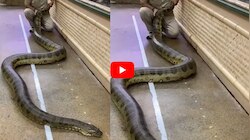 Giant Anaconda Video: భారీ అనకొండ తోకతో ఆటలు.. చూసి ఆశ్చర్యపోతున్న నెటిజన్స్.. వీడియో ఇదే!
