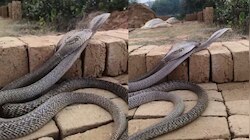 Snake Romance Video: వామ్మో.. ఇటుక పాన్పు మీద రెండు నాగుపాముల రొమాన్స్.. వీడియో