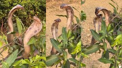 Snakes Video: పచ్చని చెట్టు మీద రెండు నాగుపాముల సయ్యాటలు.. అరుదైన వీడియో..