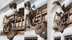Snake Video:  వామ్మో.. ఇంట్లో దూరిన రెండు పాములు.. కిటికిలో కూర్చుని ఫైటింగ్.. 