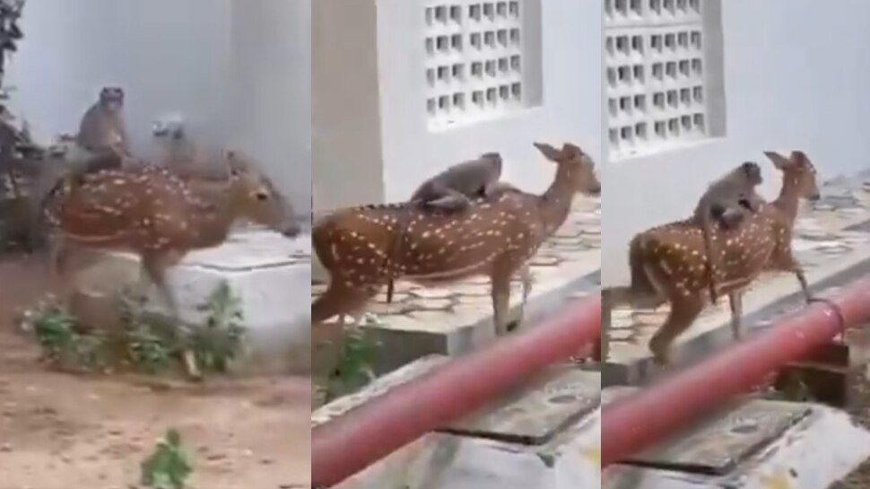 Monkey riding on back side of deer in Chennai tamil nadu video viral pa ...